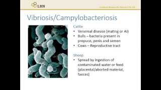 Diseases Vibriosis and Campylobacteriosis [upl. by Deste]