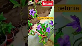 Mexican petunia plant  petunia hanging baskets shorts [upl. by Rafiq]