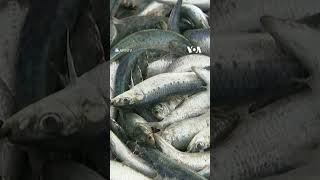 Thousands of Dead Fish Wash Up on Japanese Shore shorts  VOA News [upl. by Annaehr]