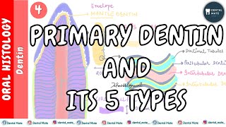 Primary Dentin  Mantle Circumpulpal Peritubular Intertubular Intratubular Dentin  Dr Paridhi [upl. by Siloum]