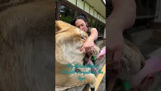 Odin the Liger the worlds largest cat At MyrtleBeachSafari [upl. by Stanwin307]