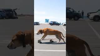 The Worlds Best Doggie Skateboarder dog on skateboard [upl. by Reema]