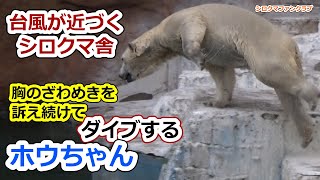 台風が近づくシロクマ舎、胸のざわめきを訴え続けて💗ダイブするホウちゃん【天王寺動物園】 [upl. by Lletnohs958]