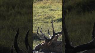 Midday Bull Wallowing elk outdoors elkhunting [upl. by Neehar]