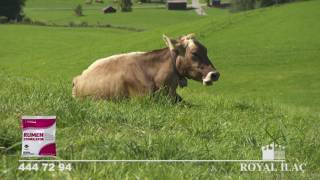 Rumen dengesini sağlamak için  Rumen Stimulator  Royal İlaç [upl. by Airliah]