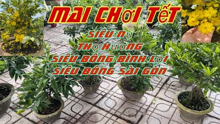 1111☎️0911105991🌺Mai vàng chơi Tếtgiao siêu nụtho hươngsb Sài Gònsb bình lợi [upl. by Aldred]