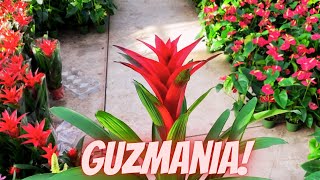 Guzmania BROMELIAD Care Tips How Do You Care For A Guzmania Plant [upl. by Malarkey]