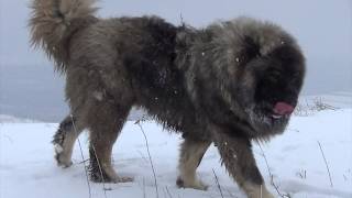 BEST ORIGINAL CAUCASIAN SHEPHERD OVCHARKA DOG [upl. by Briney]