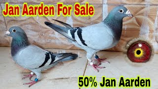 Jan Aarden Cross Female For Sale  jan Aarden pigeon Available 2022  Racing pigeons [upl. by Felix248]