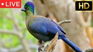 Live HD  Durban South Africa Touracos Bul Buls Wood hoopoes Barbets and more 208species [upl. by Bettina]