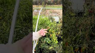 Canadian peppers end of season connertymeadowsfarm [upl. by Eurydice]