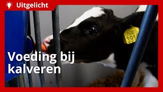 Uitgelicht  Voeding bij kalveren [upl. by Thun]