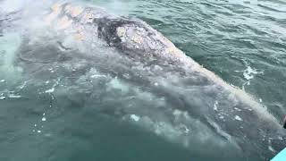 RARE SIGHT Huge Gray Whale Penis and Gray Whale Mating Upclose in Baja Mexico [upl. by Ailes]