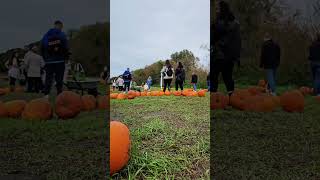 Pumpkin Patch Adventures at Hobbledown Heath [upl. by Libbna]