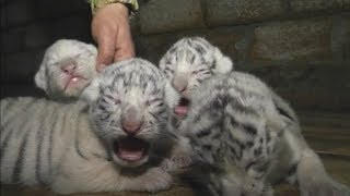 Cute Four rare white Bengal tiger cubs born at Yalta Zoo [upl. by Servetnick37]