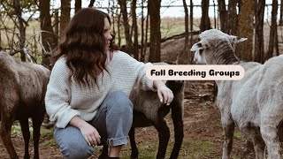 Fall Breeding Groups  Prairie Shepherdess [upl. by Derrik]