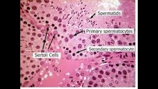 Histology structure and Histophysiology of sertoli cells [upl. by Siraf]