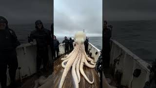 Giant Sea Octopus Caught by Fishermen 🐙🎣GiantSeaCreatures FishingDiscoveries oceanmysteries [upl. by Artim610]