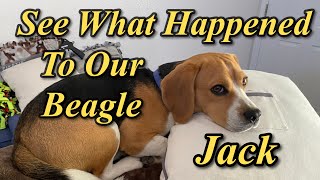 LOOK What Happened to our Beagle [upl. by Asenab970]