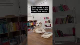 I told my dog to stop barking so she did a whisper bark instead adorable bichonfrise aww bark [upl. by Assedo]