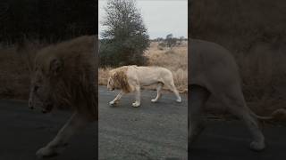 Casper el león blanco de Kruger White lion shorts leão lions wildlife bigcat [upl. by Farant]