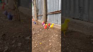 chick runs away chased by its brother toys babychicken chicken cute rainbowchick [upl. by Cutlor]