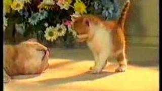 Whiskas Kitten Food  1991 UK Advert [upl. by Barabbas634]