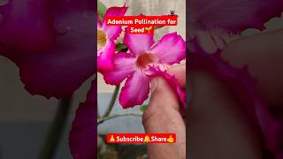 Adenium Pollination for seed shorts viralvideo gardening pollination plantcare adenium [upl. by Anrahc]