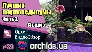 Лучшие пафиопедилумы для Вашей коллекции Часть 3 13 видов [upl. by Dachia]