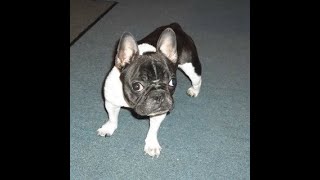 French Bulldog puppies [upl. by Yeltsew]