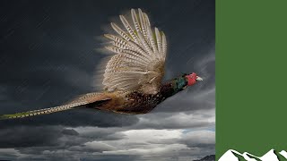 Stormy Dartmoor pheasant shoot [upl. by Tila]