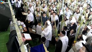 Hallel with Rabbi Shalom Arush Hoshana Raba 5777 [upl. by Fira]