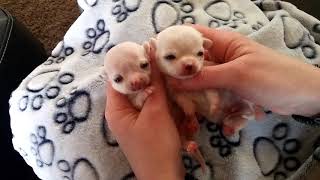 Micro chihuahua puppies only Ounces big [upl. by Gault]