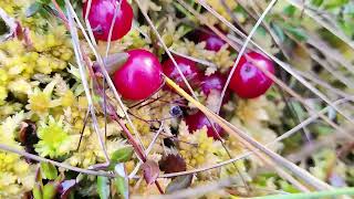 Picking Cranberries in the Swamp  Isokarpalo Suolla 🤗🇫🇮 Vaccinium oxycoccos Isokarpalo swamp [upl. by Raskin]