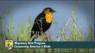 What is the Migratory Bird Program of US Fish and Wildlife Service [upl. by Ardiedal560]