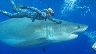 Diver Swims With Record Breaking 20 Foot Great White Shark  Worlds Biggest [upl. by Anikehs]