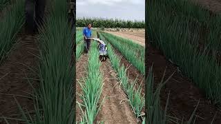 Green onion ditching cultivator [upl. by Landing]