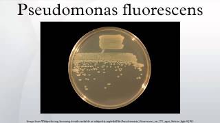 Pseudomonas fluorescens [upl. by Hannan]