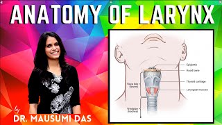 Anatomy of Larynx  Extent Parts Blood supply Lymphatic drainage Mucous membrane [upl. by Jessika]