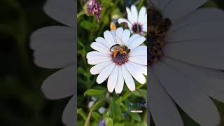 Μέλισσα Apis mellifera συλλέγει γύρη από το άνθος Διμορφοθήκης Dimorphotheca ecklonis [upl. by Naj]