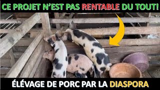 lelevage de porc nest pas rentable voici pourquoi [upl. by Suivat]