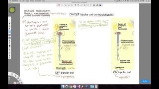 OnOff bipolar cell responses to light in the direct pathway [upl. by Nairred220]