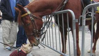 PROTEST PUPPY Dog goes wild over Wall St police horse [upl. by Florri]