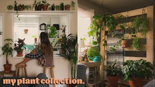 plant tour 🌿 my houseplant collection [upl. by Aselehc488]