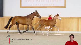 Urocco Gold S Zirocco Blue VDL x Lux Z [upl. by Lishe]