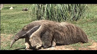 Le Tamanoir ou Fourmilier Géant du Zoo de Barben  Bouches du Rhône  France [upl. by Mosby]