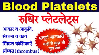 रुधिर प्लेटलेट्स  Blood platelets in hindi  platelets  rudhir platelets  thrombocytes function [upl. by Holmun]