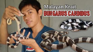 ULAR WELING  MALAYAN KRAIT  Bungarus Candidus [upl. by Peskoff307]