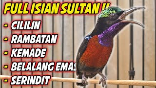 FULL NEMBAK  KONIN GACOR FULL ISIAN TEMBAKAN ISTIMEWA INI COCOK BUAT MASTERAN KOLIBRI NINJA BAHAN [upl. by Aihtnys231]