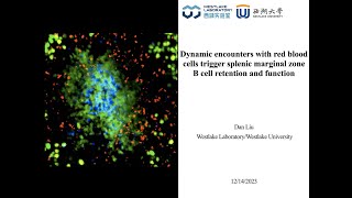 Dynamic encounters with red blood cells trigger splenic marginal zone B cell retention and function [upl. by Gurevich719]